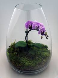 6743102827 E8163e8899 O D Jpg 1 000 1 336 Pixeles Orchid Terrarium Beautiful Terrariums Orchids