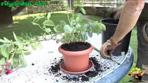 Dipladenia is really mandevilla sanderii. The Dipladenia Youtube