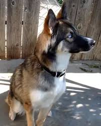 With that in mind, training can sometimes be a challenge, but with the right attitude, you can train your dog in no time. What Makes A Husky German Shepherd Mix A Good Dog Quora