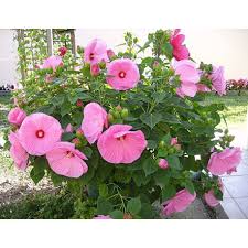 Graines De Hibiscus Palustris Le Comptoir Des Graines L'hibiscus des marais (hibiscus moscheutos), qui disparaît dès les premières gelées, repousse très tardivement au printemps, surtout quand l'hiver a été rigoureux. graines de hibiscus palustris