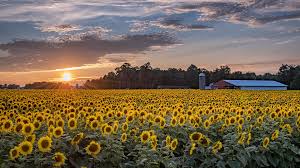 Same day delivery, low price guarantee.send flowers, baskets, funeral send a bouquet or vase arrangement to someone you love at work to show them you care. Massive 20 Acre Michigan Sunflower Field Blooms For The Season Wzzm13 Com