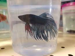Their aggressive behavior is often off. The Ultimate Guide To Betta Fish Fin And Body Rot Betta Fish World