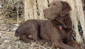 Image result for chesapeake bay retrívr