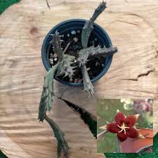 Image result for Piaranthus atrosanguineus