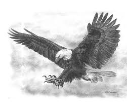 Bald Eagle Black And White Drawing Eagle Sketch Www Zazzle Com Bald Eagle Pencil Drawing Poster 228680868615095595 Eagle Drawing Eagle Sketch Bald Eagle