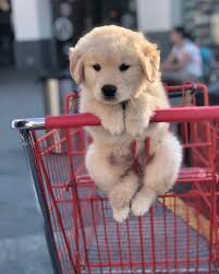 Pin By Isabel Jefferson On Summer Dog In 2020 Baby Animals Pictures Cute Dogs And Puppies Cute Dog Photos
