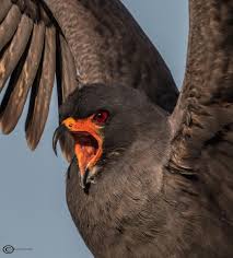 Birds Of Prey Central Florida Male Snail Kite Putting On A Display For A Lady In Central Florida Birds Of Prey Animals Beautiful Birds