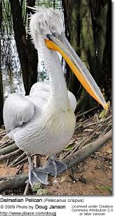 In the united states, demi chefs are often known as line cooks or station chefs, but in many french restaurants they retain their traditional title: Pelicans Beauty Of Birds