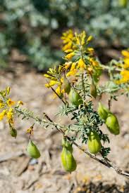 Callistemon sieberi | california flora nursery. Locals Only A Surprising Tour Of Southern California S Native Plants The Horticult California Native Plants Plants Native Plants