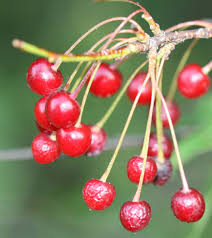 Wild cherry is a tree that is mostly grown for its wood and fruits, the wild cherries. Identifying Choke Cherry A Source Of X Disease Fact Sheet Unh Extension