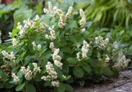 Image result for Afrobrunnichia erecta