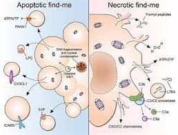 We did not find results for: Frontiers Phagocytosis Of Necrotic Debris At Sites Of Injury And Inflammation Immunology