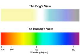 Vision Dog Health Dog Brain What Are Colours Dog Health