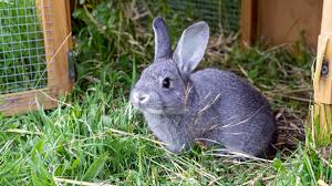 We did not find results for: 15 Facts About Rabbits And Caring For Them Medivet