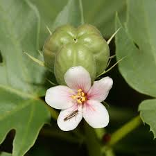 Image result for Jatropha pachyrrhiza