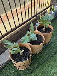 Image result for Cyphostemma mildbraedii