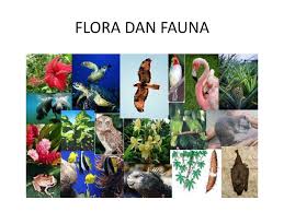 We did not find results for: Flora Dan Fauna Flip Ebook Pages 1 6 Anyflip Anyflip
