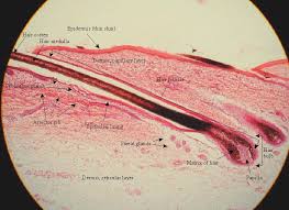 Human body skin section, anatomy, 3d section of human skin. Integumentary System David Fankhauser