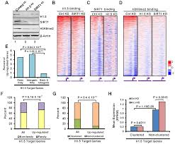 Points to prend en compte lors de l'opération d'une stratégie de distribution dans ce cas, un canal de distribution direct via internet visible à l'aide des personnes influentes. Dynamic Distribution Of Linker Histone H1 5 In Cellular Differentiation