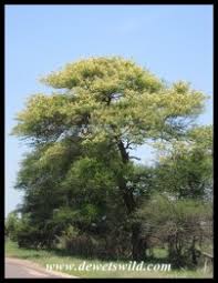 Image result for Acacia nigrescens