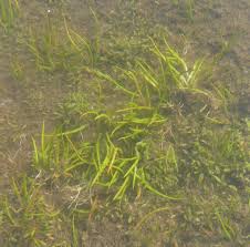 Image result for Isoetaceae