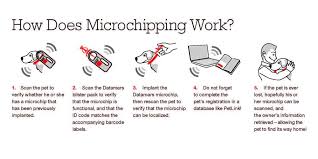 Check spelling or type a new query. Microchipping Your Pet Pain Free Worry Free River Landings Animal Clinic In Bradenton Florida