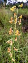 Image result for Crotalaria lanceolata
