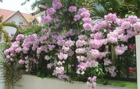 They take a few seasons to get established. Push Out Bad Luck From Your House By Growing This Flowering Vine Blog Nurserylive Com Gardening In India