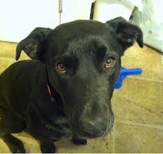 There are three types of rooms available, each with natural lighting and tempered glass doors to give your pet the utmost. Pet Boarding In Mt Juliet Tn 37122 Mount Juliet Briley S Overnight Dog Boarding Petbacker Home Pet Hotel