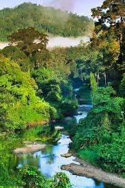 Borneo Rain Forest 52 New Species Of Plants And Animals Were Discovered In The Borneo Rainforest Landschaftsbilder Schone Orte Regenwalder