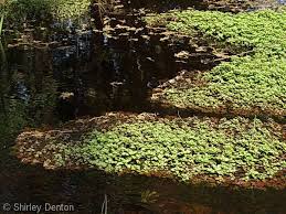 Image result for Laurembergia repens