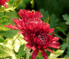 Chrysanthemum Indicum Hybride Herbstrubin In 2020 Pflanzen Herbstgarten Stauden