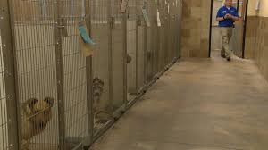 Dedicated to pet health and happiness for. Albuquerque Animal Welfare Seeks Donations For Homeless Pets In Care Krqe News 13