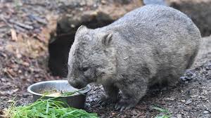 Wombat is the common name for any of the stocky australian marsupials comprising the family vombatidae, characterized by short legs, very short tails, large head, and small ears. Wombat Poop Scientists Reveal Mystery Behind Cube Shaped Droppings Bbc News