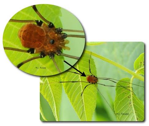 Daddy-longlegs, not the world's deadliest spider - <i>Opiliones<i> — Bug of  the Week