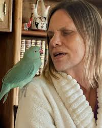 Lost green parakeet in Redford, Michigan