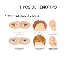 Resultado de imagen para fenotipo