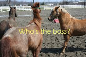 Understand Horse Body Language And Youll Unlock The Equine