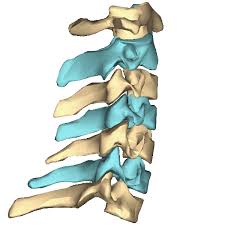 File Cervical Vertebrae Close Up Animation2 Gif Thoracic Vertebrae Vertebrae Cervical