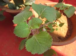 Image result for Coleus hadiensis