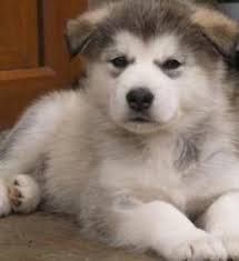 Alaskan malamute x maremma puppies for sale! Alaskan Malamute Puppy For Sale Ontario