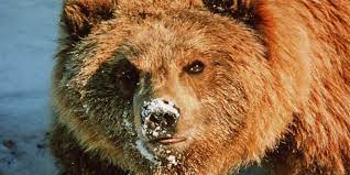 Putin wrestling arm vladimir young beat russian muscles dana match republican unbelievable congressman mr arms president 1990s political california soviet. My Turn Didn T Daniel Boone Wrestle Bears