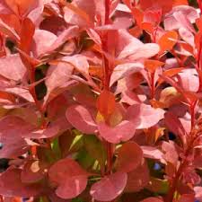 Image result for Berula thunbergii