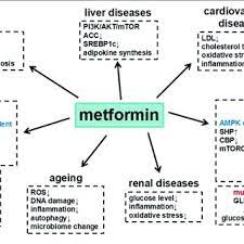 Summary Of Metformin In Different Diseases And The Underlying Major Download Scientific Diagram
