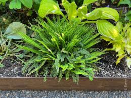 Image result for Asplenium musiraense