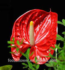 Anthurium Flower Exporters Sri Lanka Best Flower Wallpaper