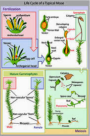 Pengertian metagenesis dan metagenesis paku. Pertumbuhan Dan Perkembangan