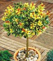 Osmanthus Stammchen Top Qualitat Kaufen Baldur Garten Pflanzen Garten Kubelpflanzen