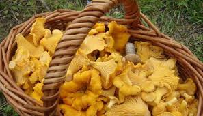 Vendita online funghi porcini sotto'olio e secchi. Non Solo Porcini Dove Cercare Funghi Dal Nord Al Sud Italia