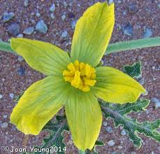 Image result for Acanthosicyos